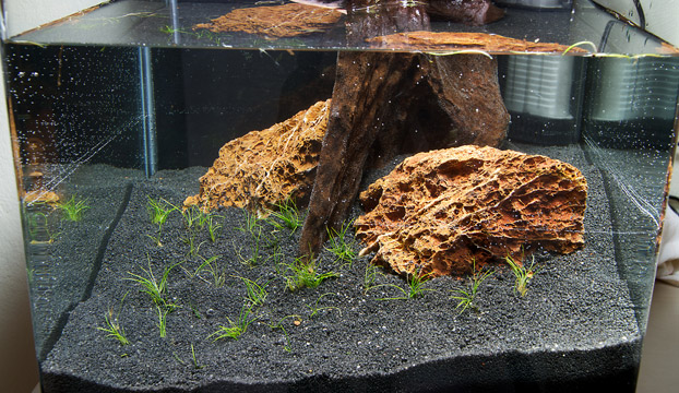 Bodenpflanzen ins Aquarium einsetzen.