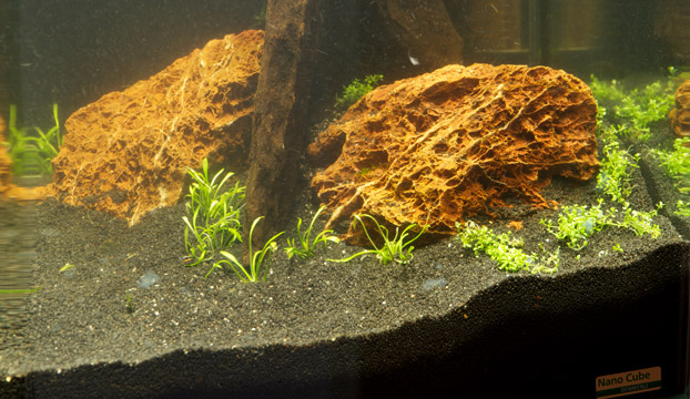 Die neuen In Vitro Pflanzen kommen in das Nano Aquarium.