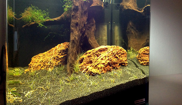 Das neue Nano Aquarium 2 Wochen nach dem Einrichten