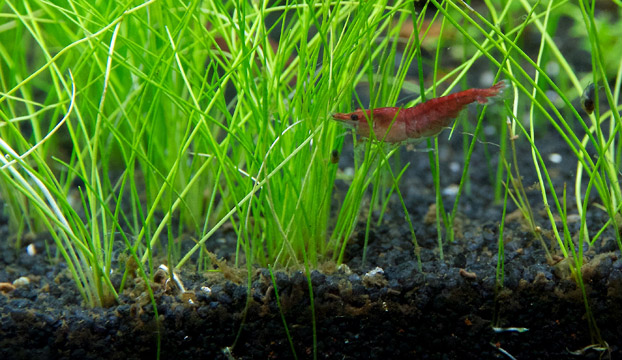 Red Fire Zwerggarnelen im Nano Aquarium.