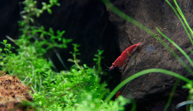 Red Fire Zwerggarnelen im Nano Aquarium.